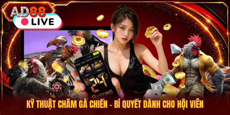 Kỹ Thuật Chăm Gà Chiến - Bí Quyết Dành Cho Hội Viên